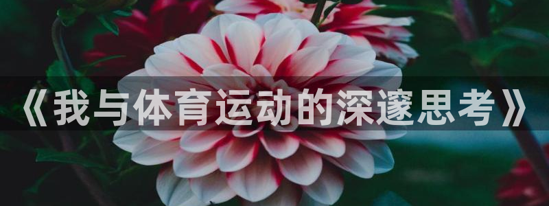 风速体育直播app