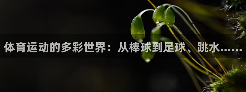 风速体育直播