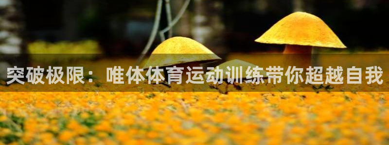 风速体育官网